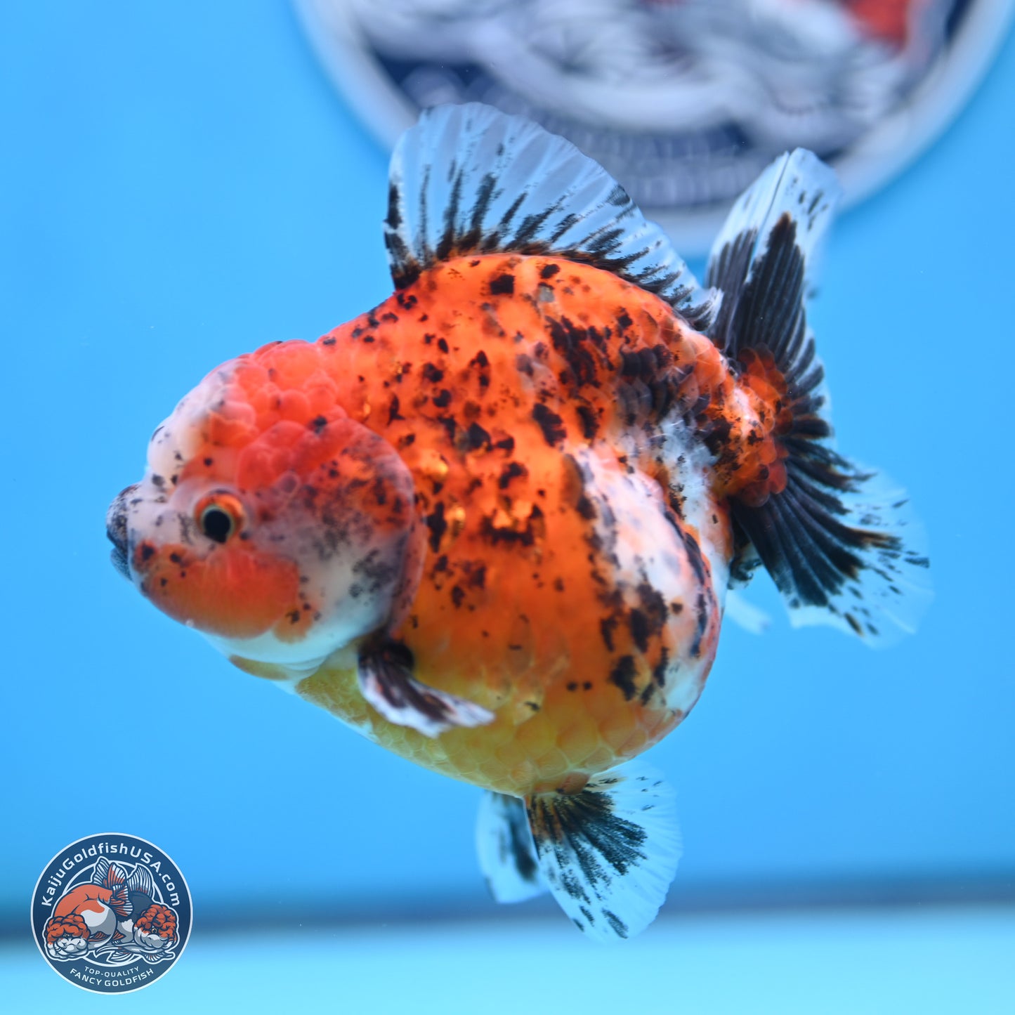 Shogun Calico Oranda 4 inches Body - Female (250207_OR20)