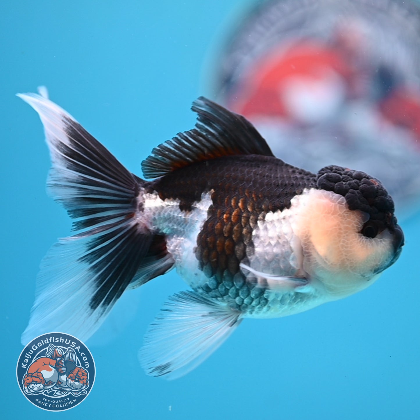 Panda Oranda 3.5 inches Body (250530_OR20)