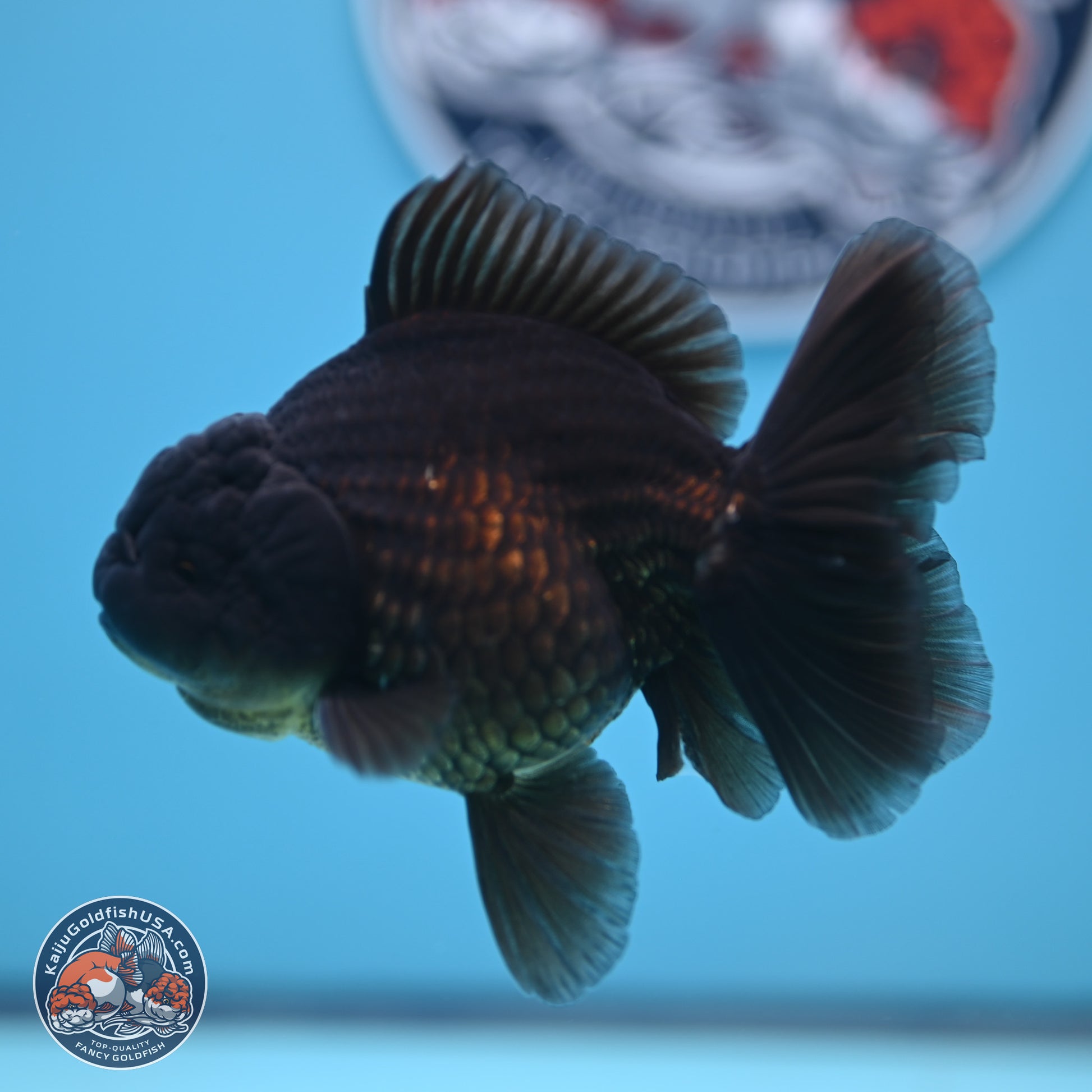 Jet Black Oranda 4.5 inches - Female (241122_OR20) - Kaiju Goldfish USA