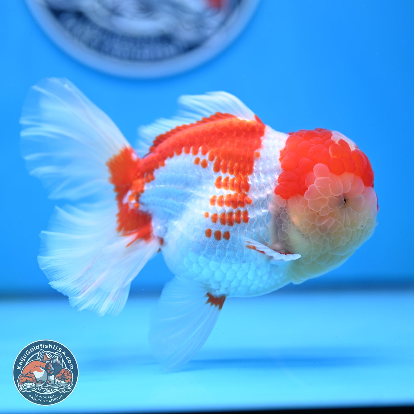 Red White Rose Tail Oranda 4 inches Body - Female (250214_OR20)