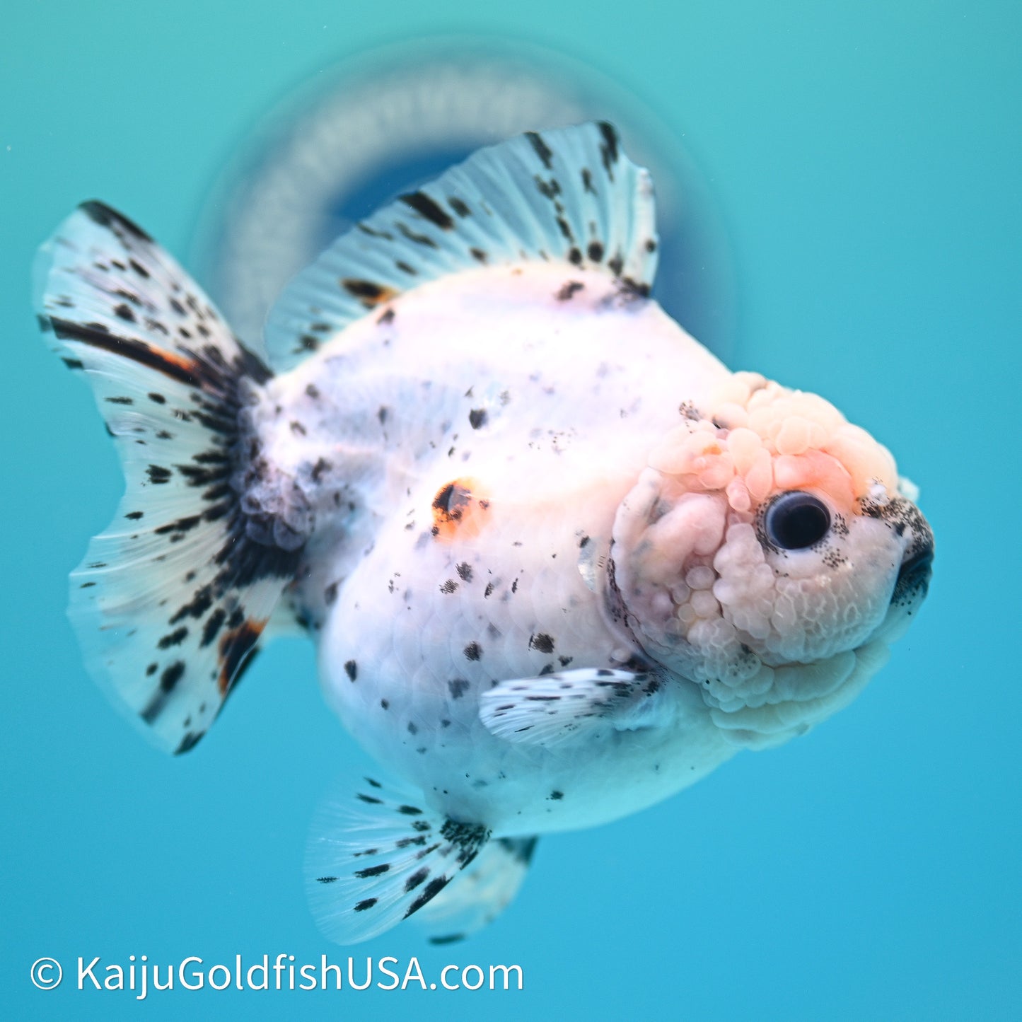 Shogun Godzilla Calico Oranda 3.5in Body (240614_OR20) - Kaiju Goldfish USA