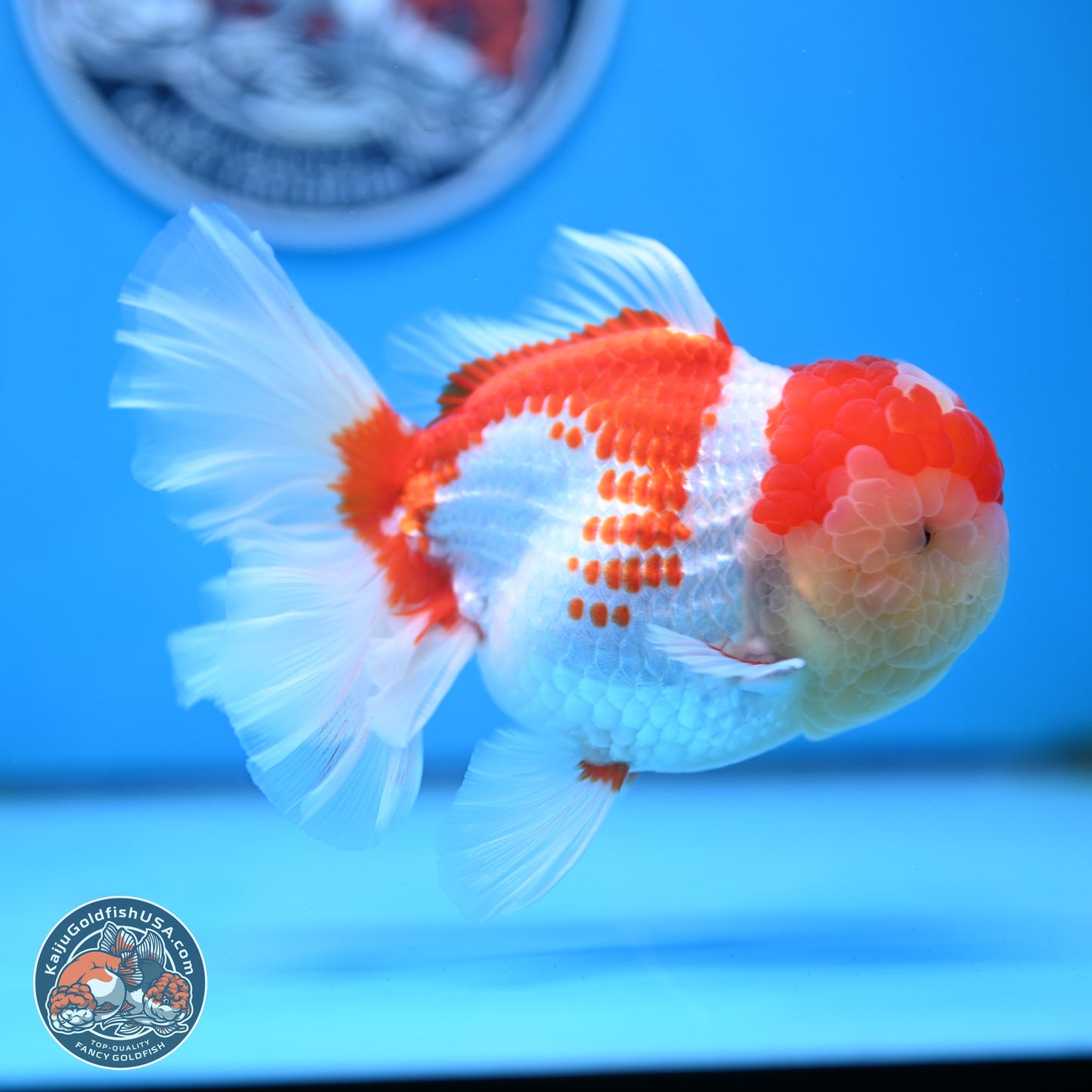 Red White Rose Tail Oranda 4 inches Body - Female (250214_OR20)