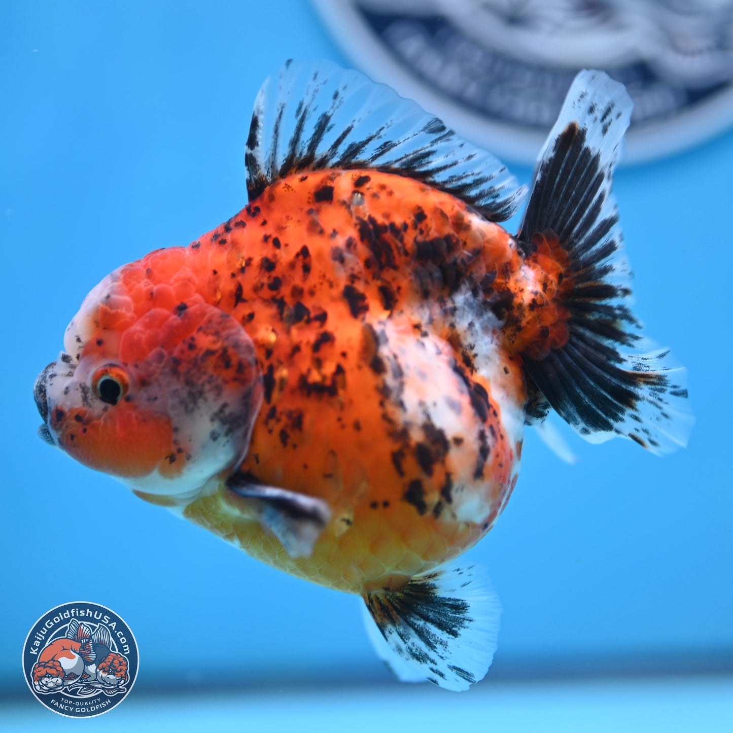 Shogun Calico Oranda 4 inches Body - Female (250207_OR20)