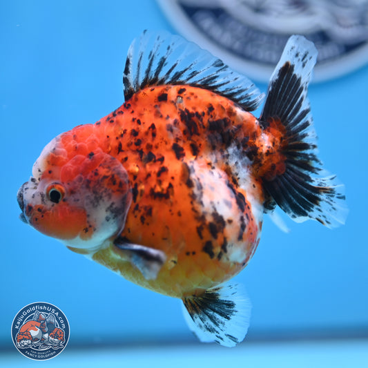 Shogun Calico Oranda 4 inches Body - Female (250207_OR20)