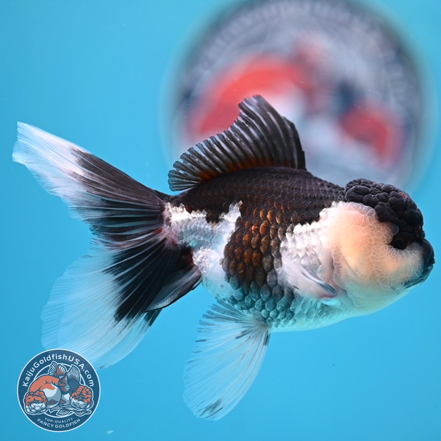 Panda Oranda 3.5 inches Body (250530_OR20)