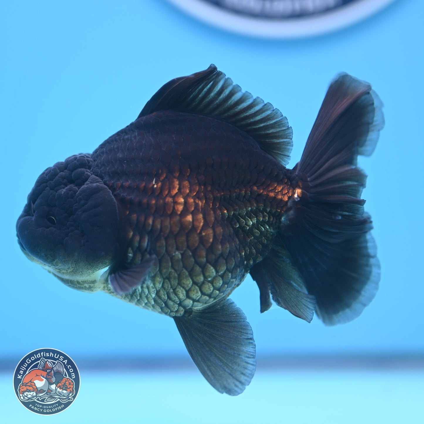 Jet Black Oranda 4.5 inches - Female (241122_OR20) - Kaiju Goldfish USA