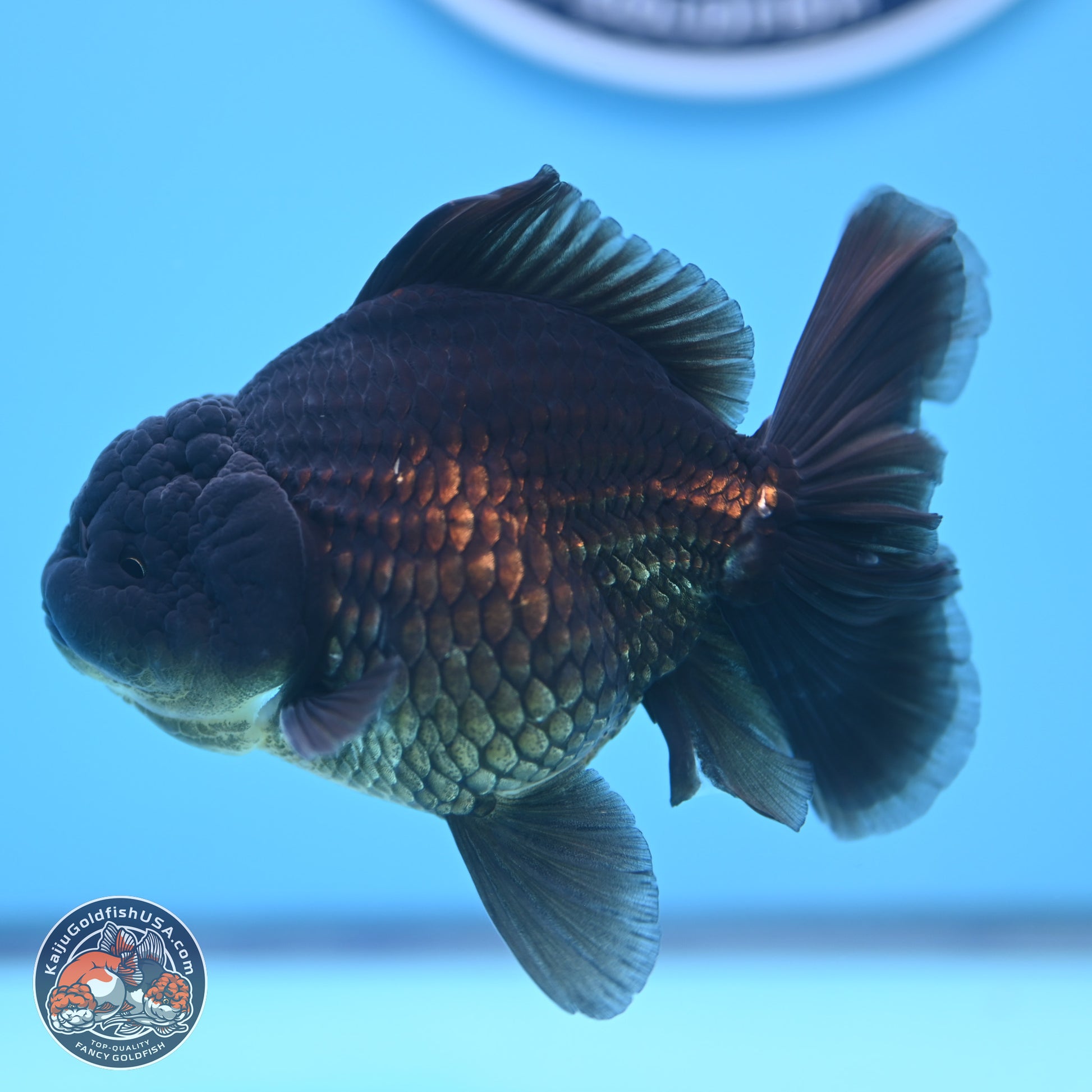 Jet Black Oranda 4.5 inches - Female (241122_OR20) - Kaiju Goldfish USA