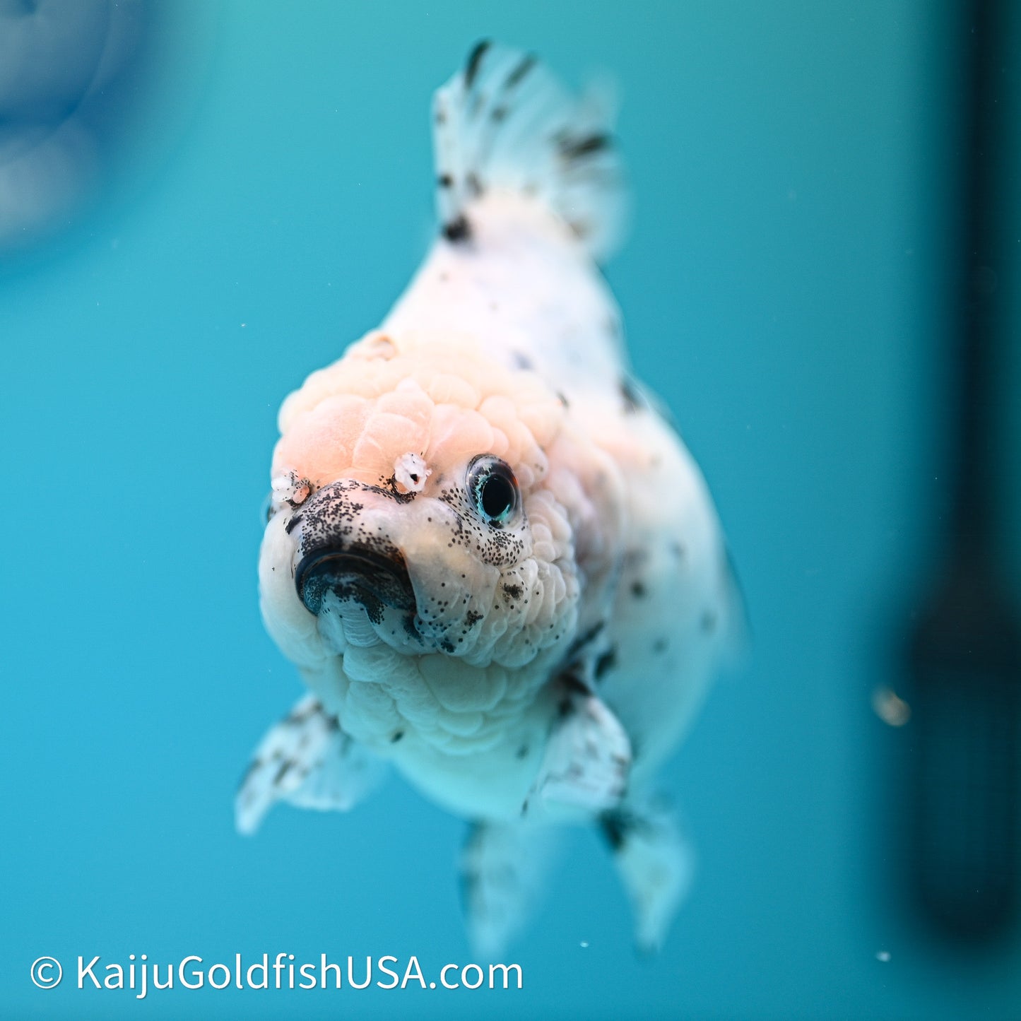 Shogun Godzilla Calico Oranda 3.5in Body (240614_OR20) - Kaiju Goldfish USA