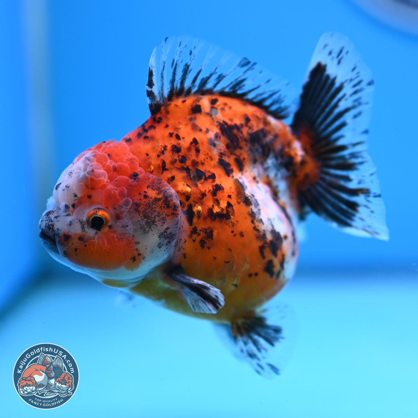 Shogun Calico Oranda 4 inches Body - Female (250207_OR20)