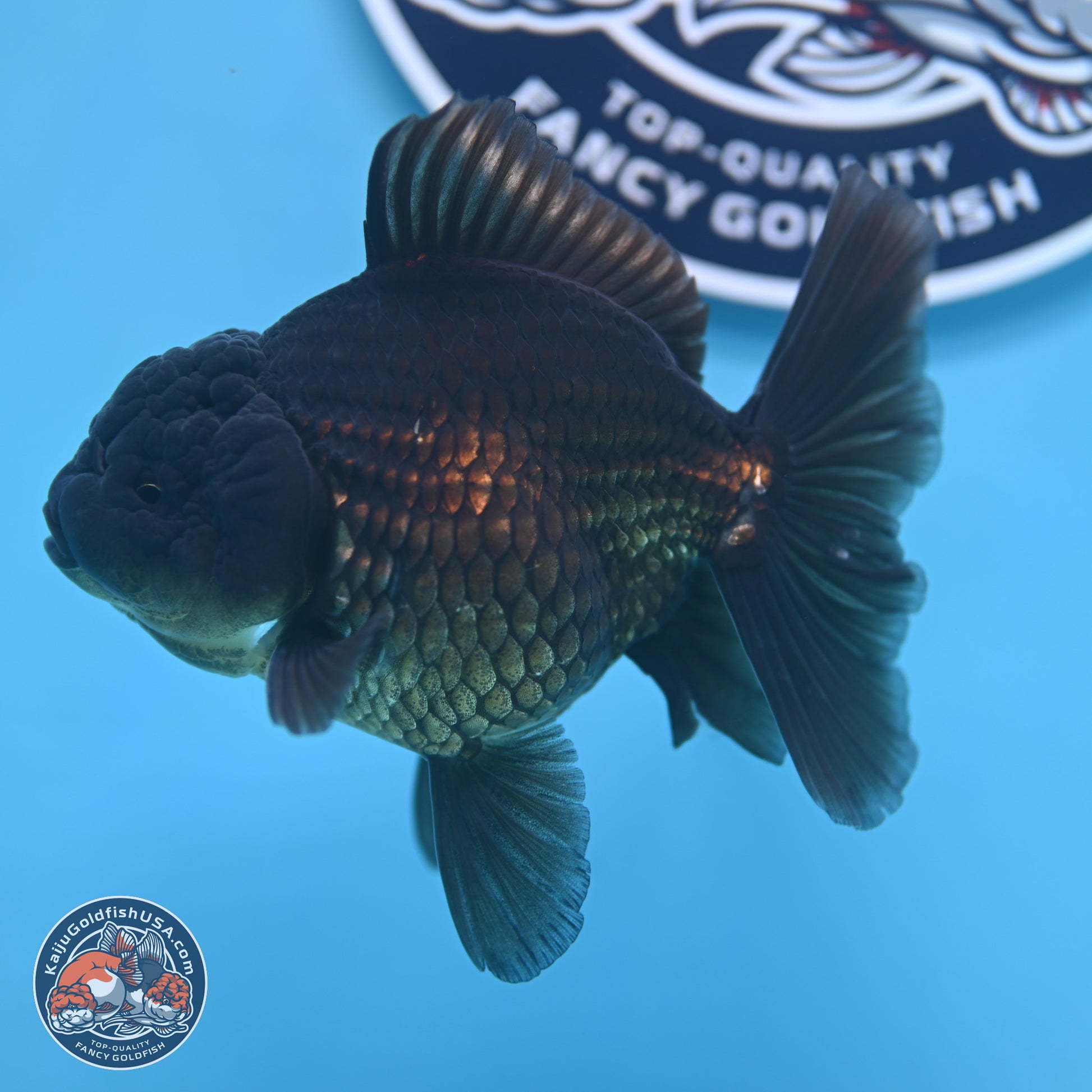 Jet Black Oranda 4.5 inches - Female (241122_OR20) - Kaiju Goldfish USA