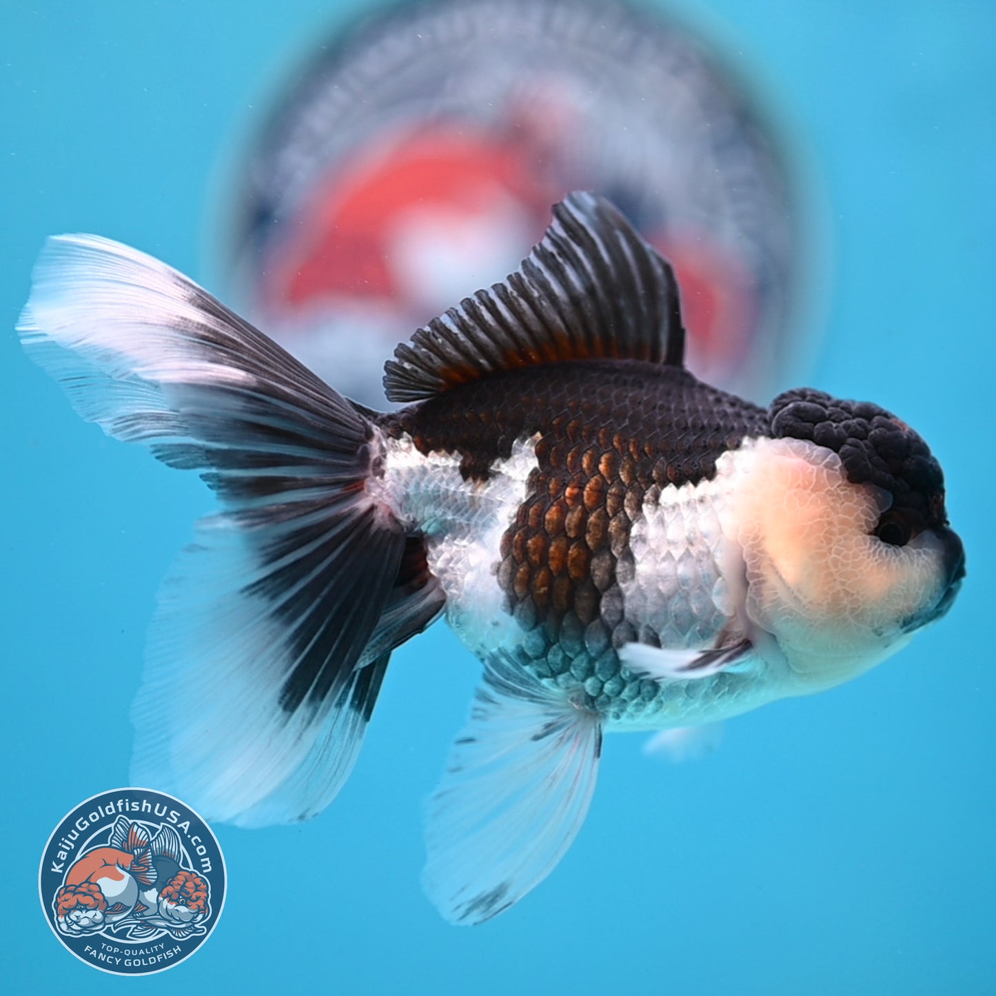 Panda Oranda 3.5 inches Body (250530_OR20)