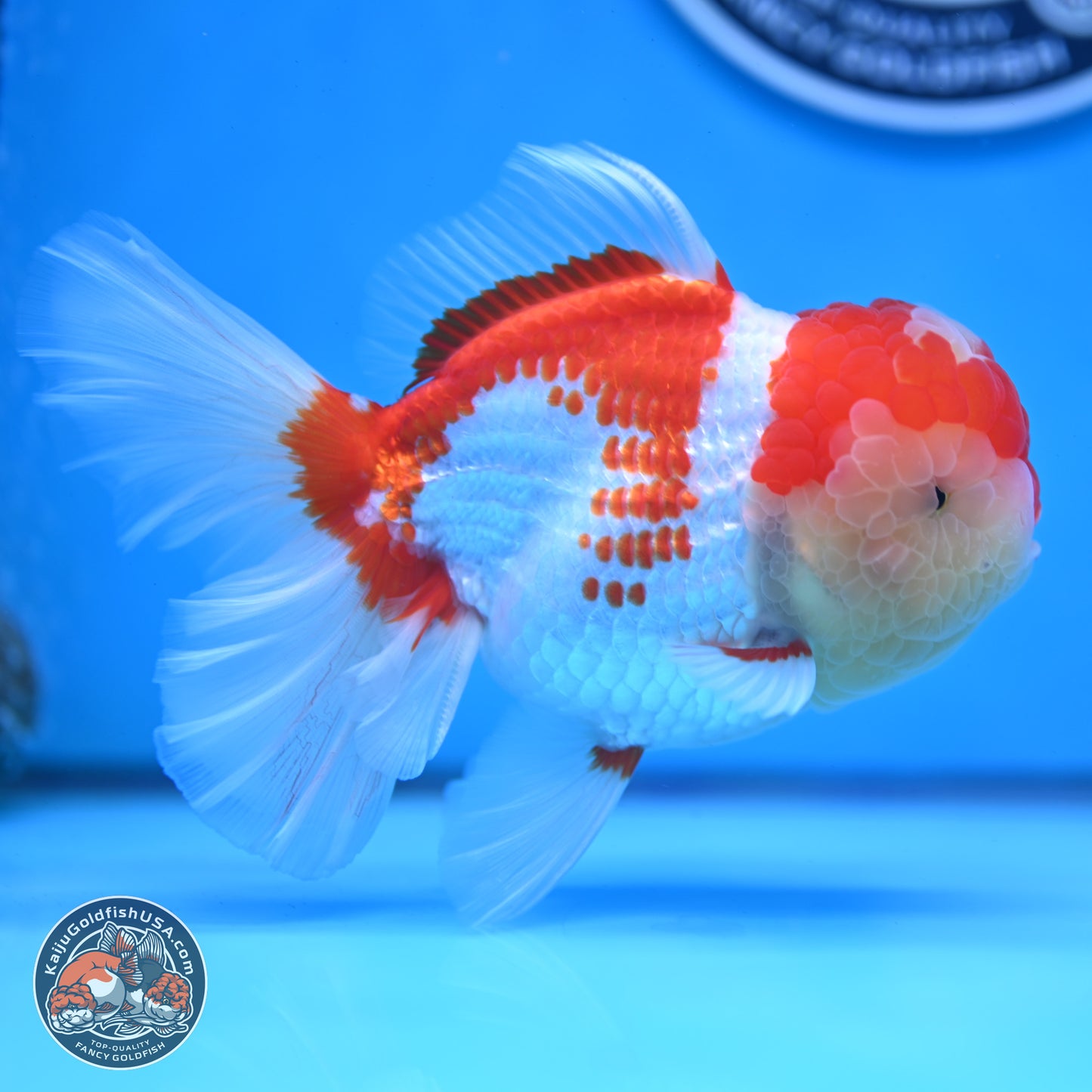 Red White Rose Tail Oranda 4 inches Body - Female (250214_OR20)