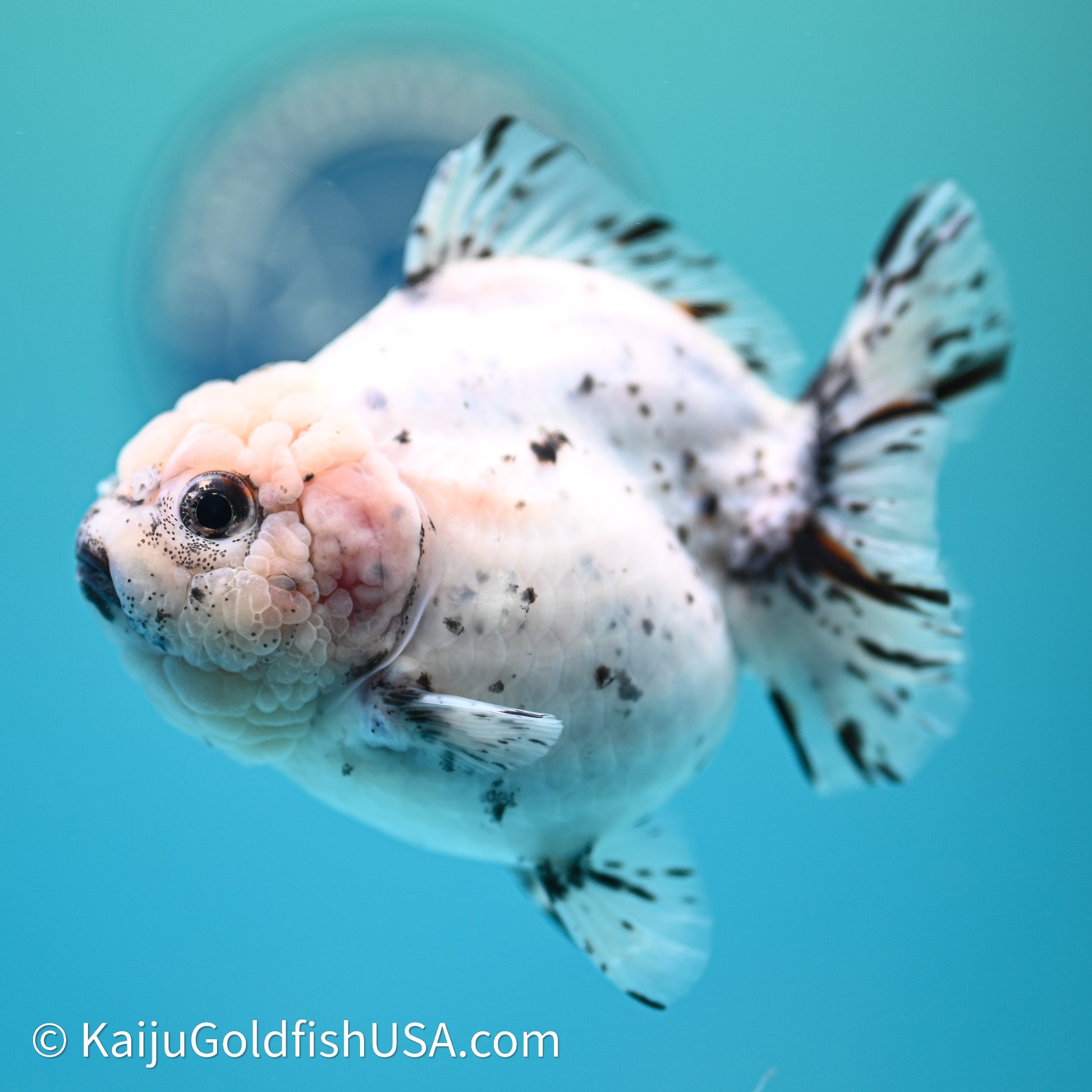 Shogun Godzilla Calico Oranda 3.5in Body (240614_OR20) - Kaiju Goldfish USA