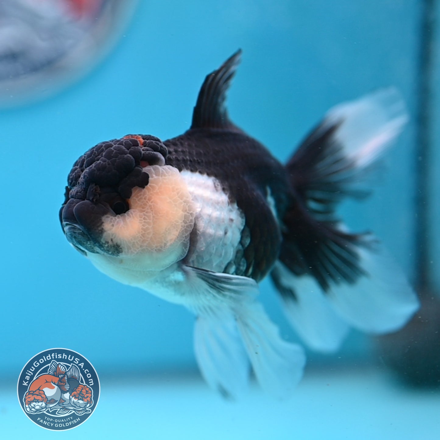 Panda Oranda 3.5 inches Body (250530_OR20)