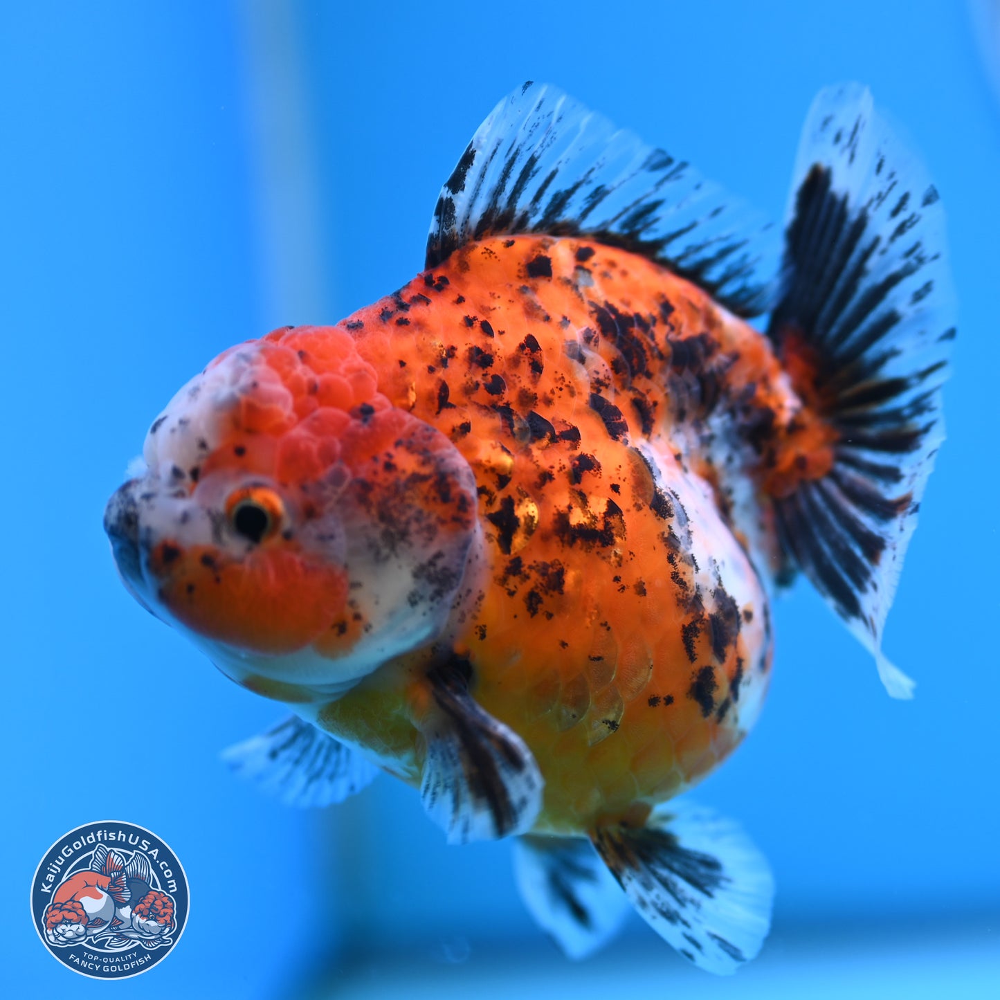 Shogun Calico Oranda 4 inches Body - Female (250207_OR20)