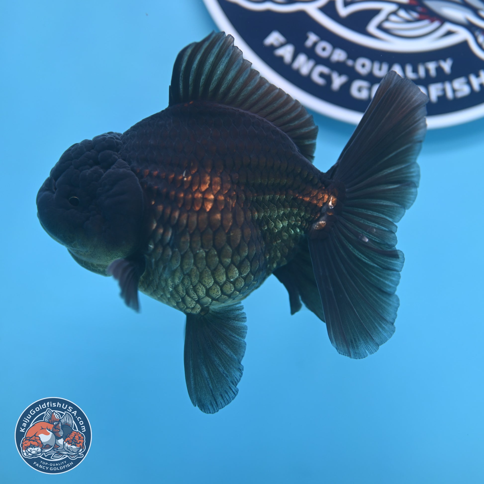 Jet Black Oranda 4.5 inches - Female (241122_OR20) - Kaiju Goldfish USA