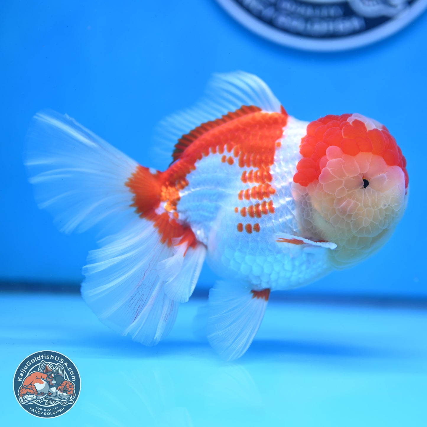 Red White Rose Tail Oranda 4 inches Body - Female (250214_OR20)