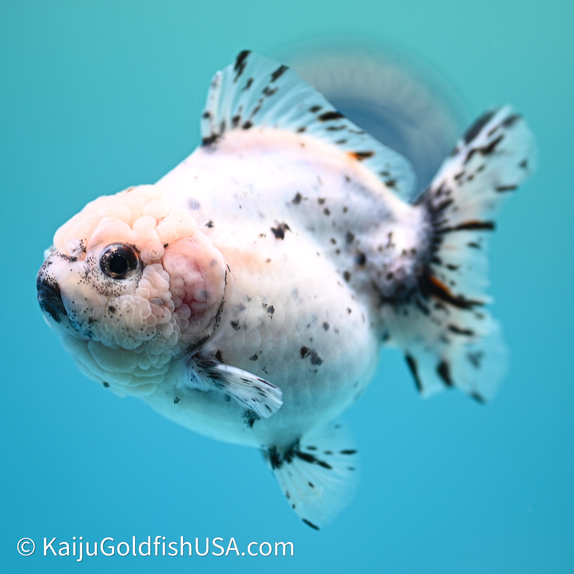 Shogun Godzilla Calico Oranda 3.5in Body (240614_OR20) - Kaiju Goldfish USA