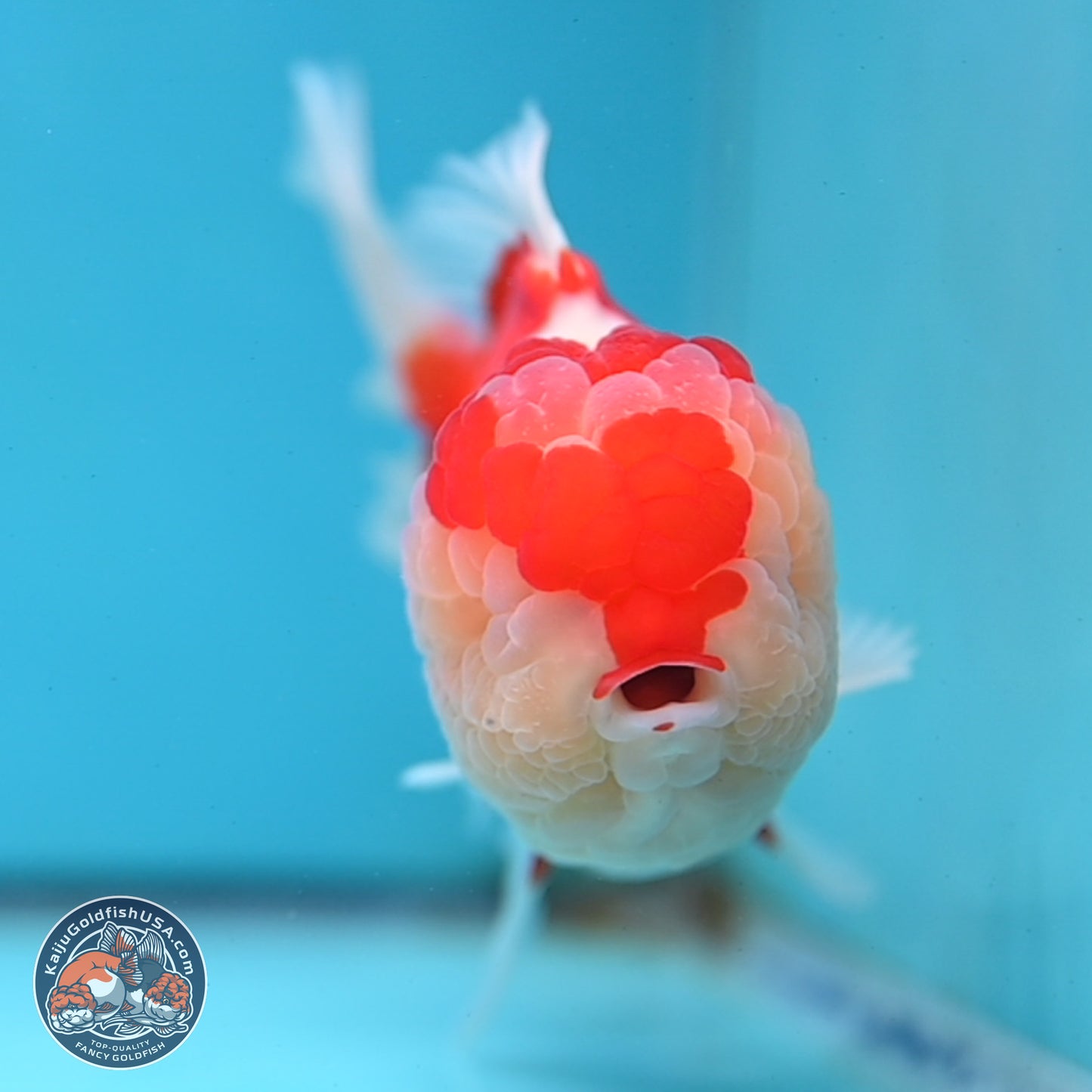 Red White Rose Tail Oranda 4 inches Body - Female (250214_OR20)