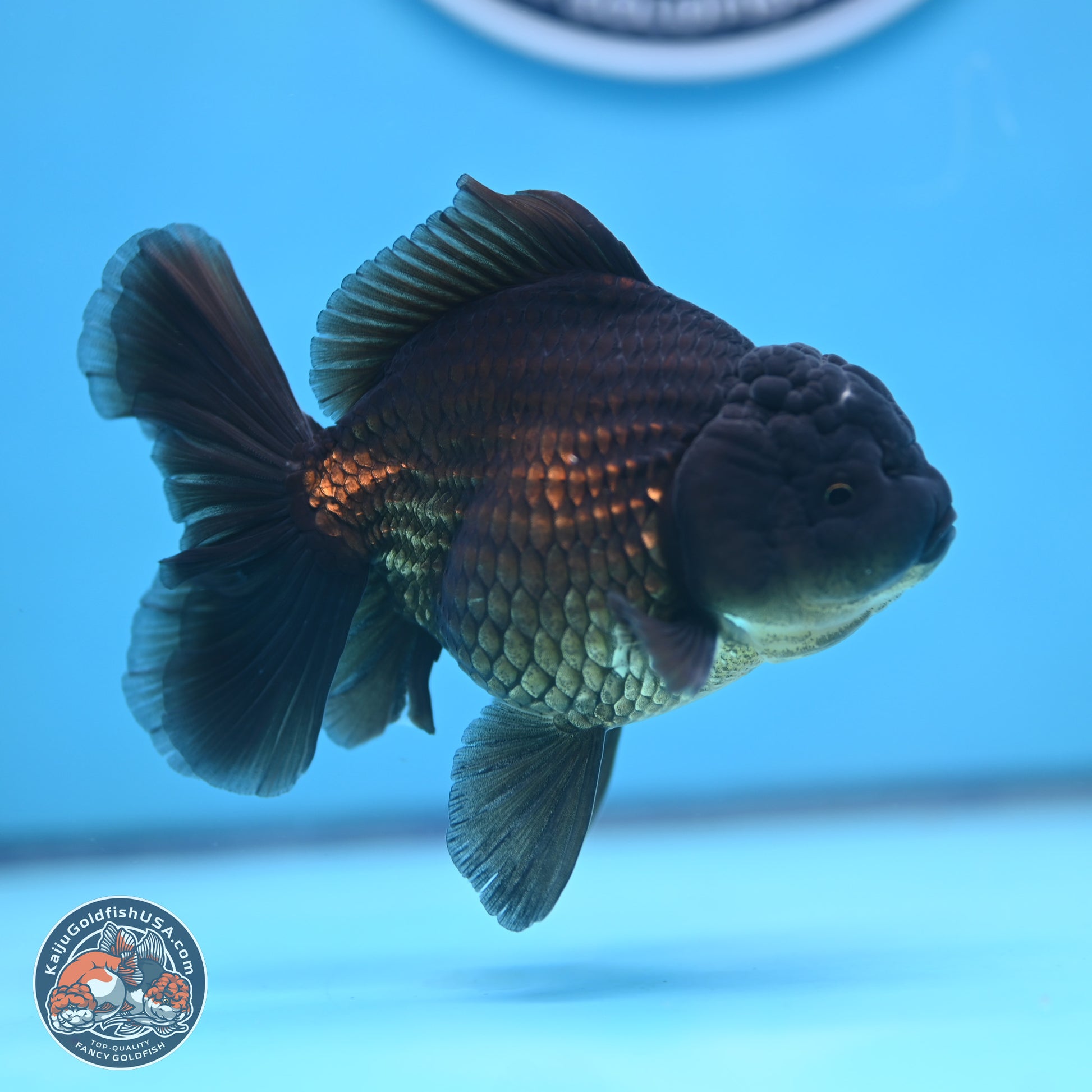 Jet Black Oranda 4.5 inches - Female (241122_OR20) - Kaiju Goldfish USA