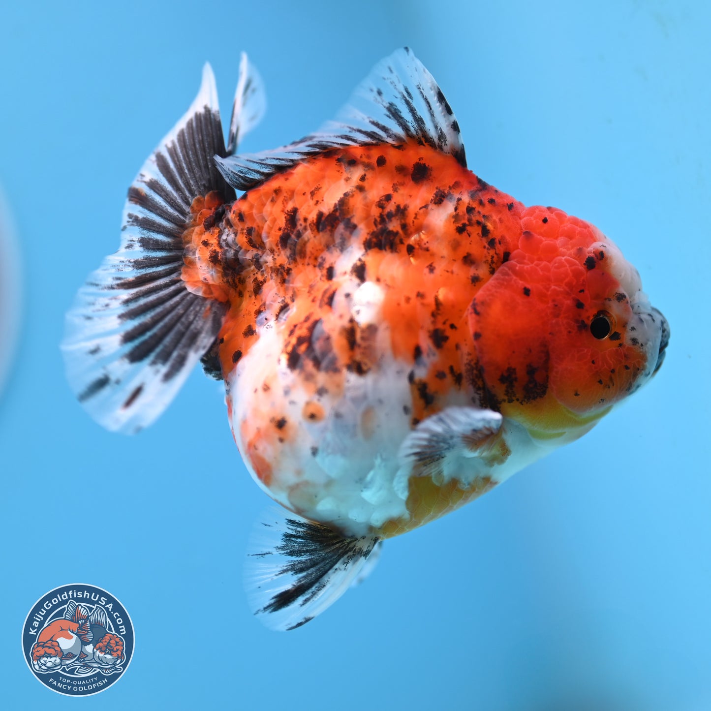 Shogun Calico Oranda 4 inches Body - Female (250207_OR20)