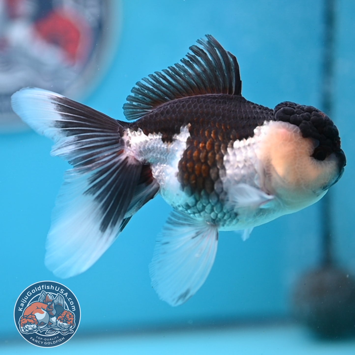 Panda Oranda 3.5 inches Body (250530_OR20)