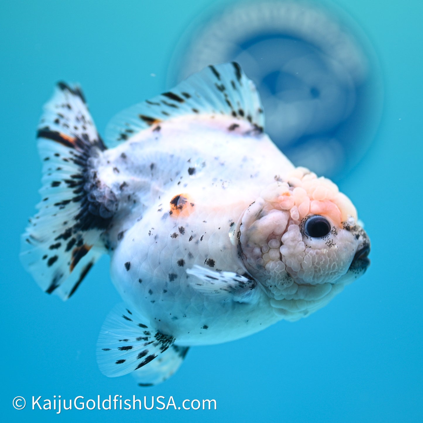 Shogun Godzilla Calico Oranda 3.5in Body (240614_OR20) - Kaiju Goldfish USA