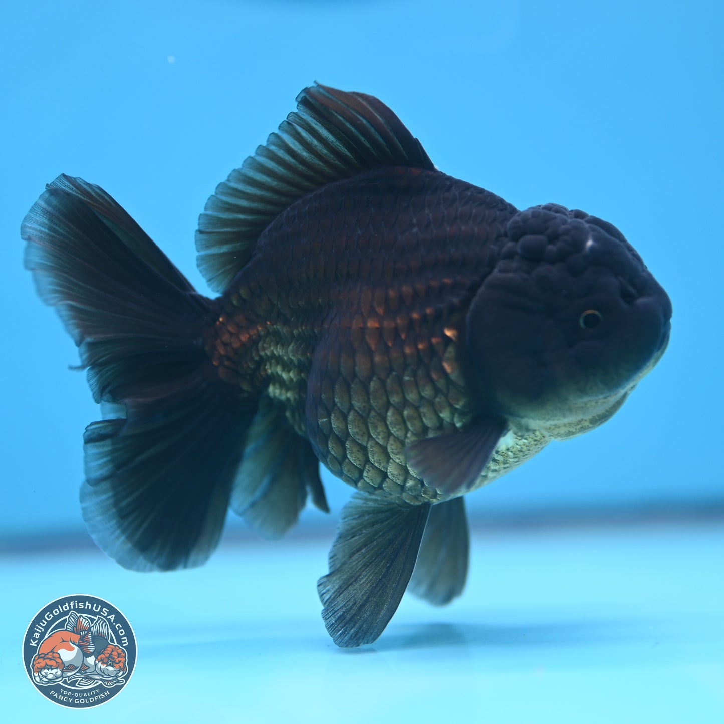 Jet Black Oranda 4.5 inches - Female (241122_OR20) - Kaiju Goldfish USA