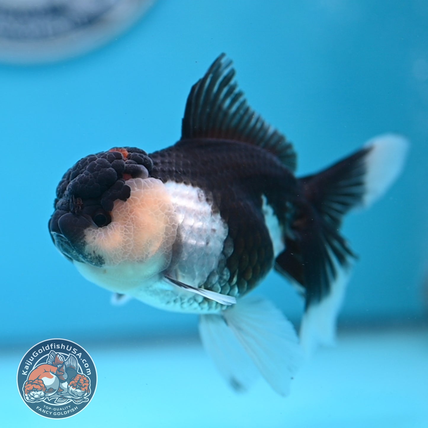 Panda Oranda 3.5 inches Body (250530_OR20)