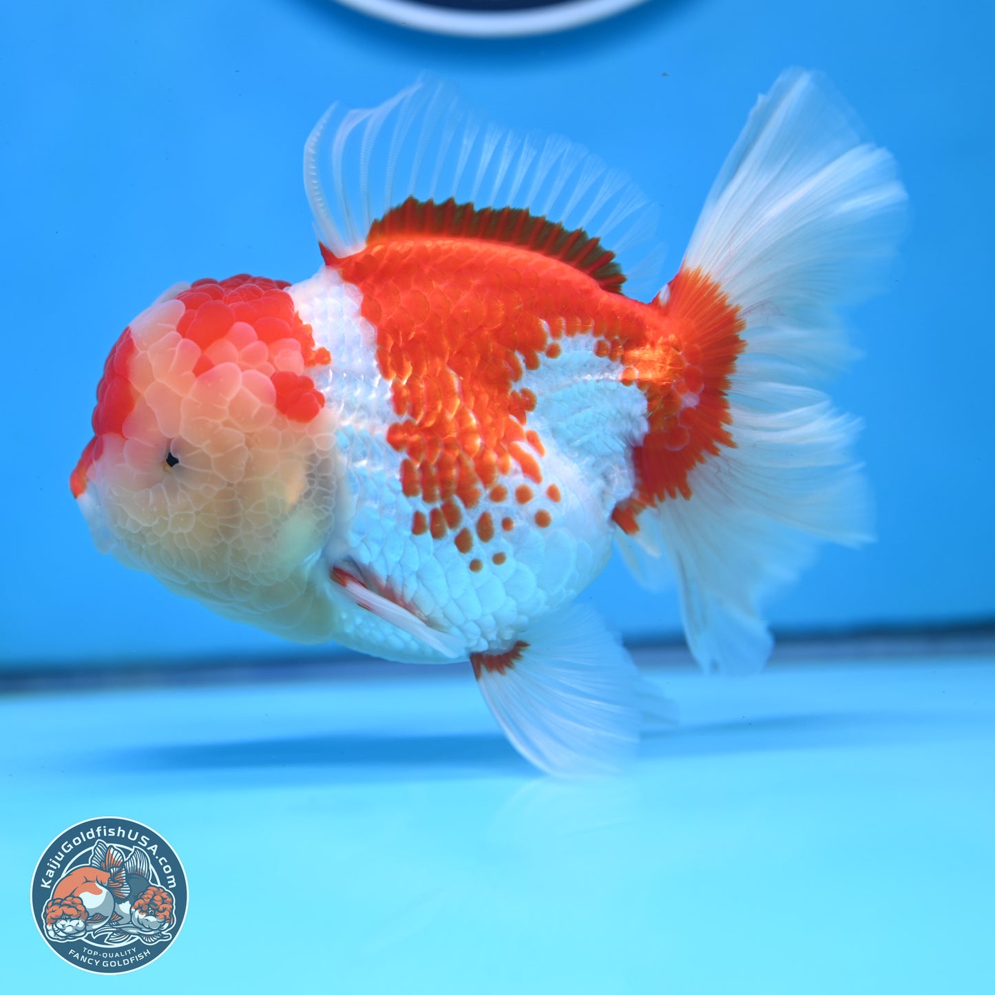 Red White Rose Tail Oranda 4 inches Body - Female (250214_OR20)