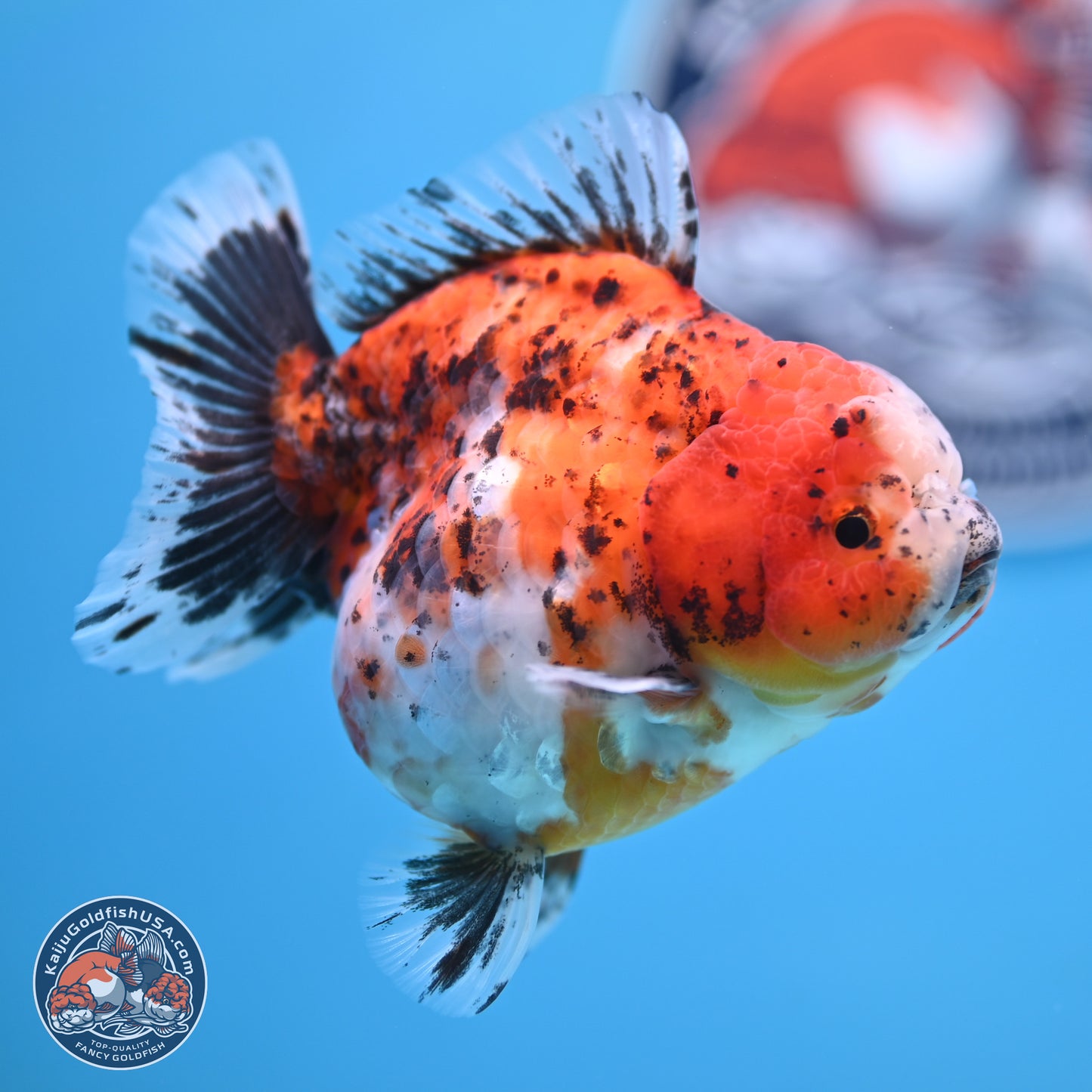 Shogun Calico Oranda 4 inches Body - Female (250207_OR20)