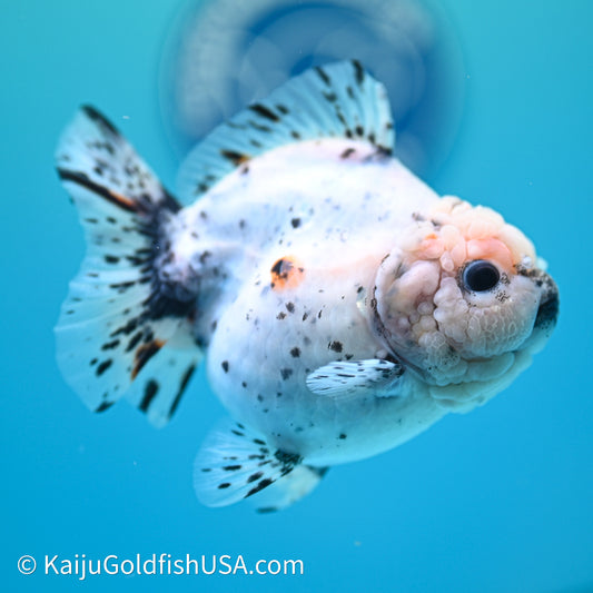 Shogun Godzilla Calico Oranda 3.5in Body (240614_OR20) - Kaiju Goldfish USA