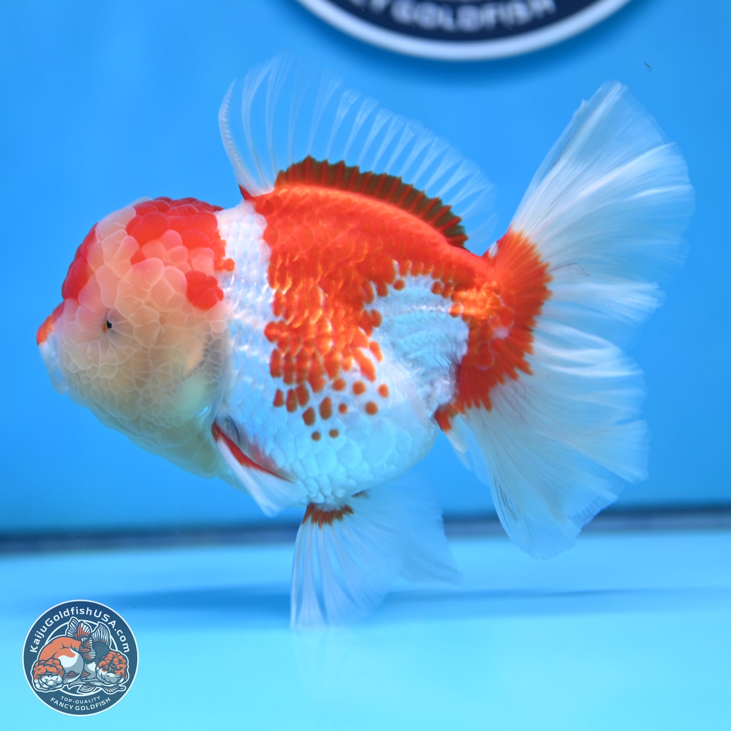 Red White Rose Tail Oranda 4 inches Body - Female (250214_OR20)