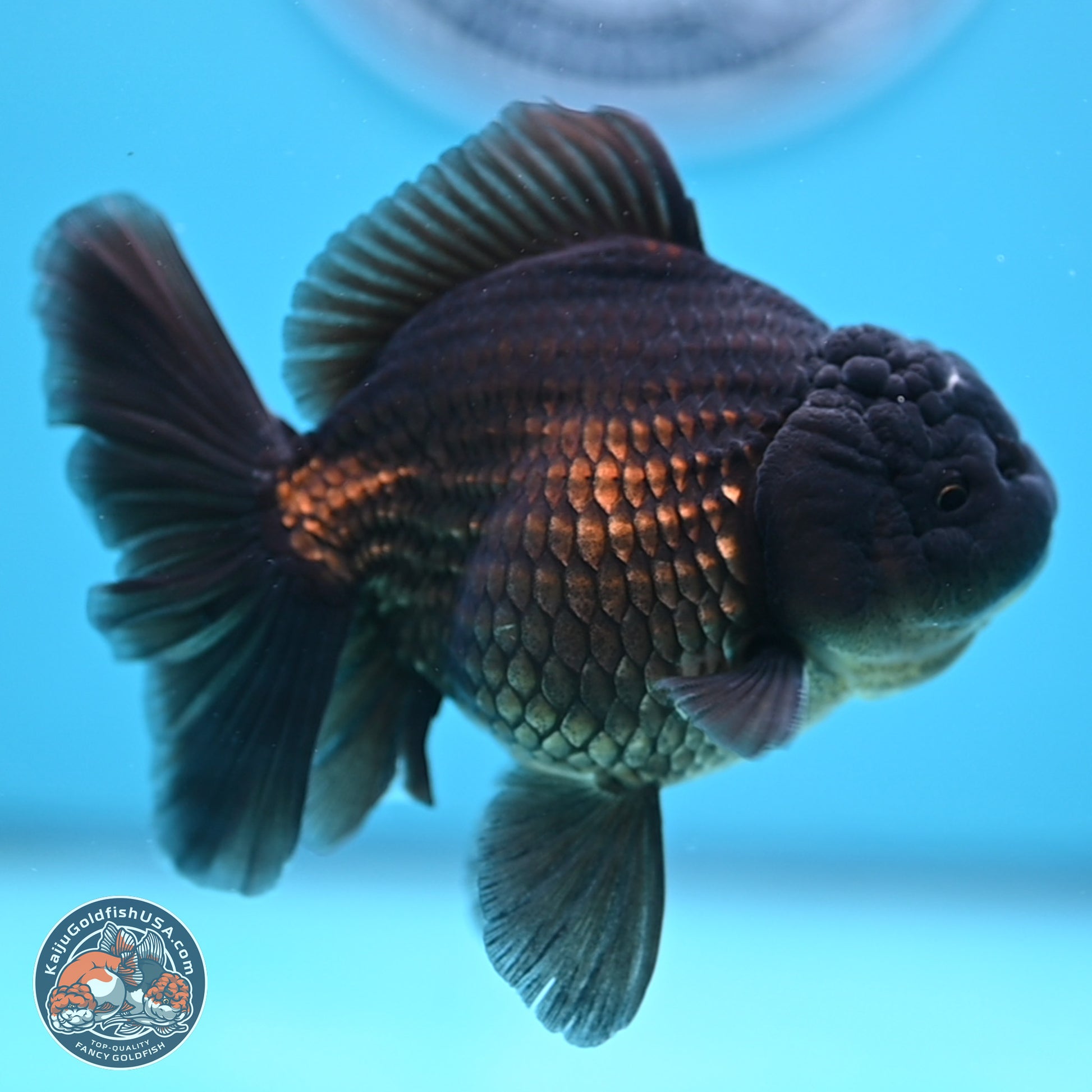 Jet Black Oranda 4.5 inches - Female (241122_OR20) - Kaiju Goldfish USA