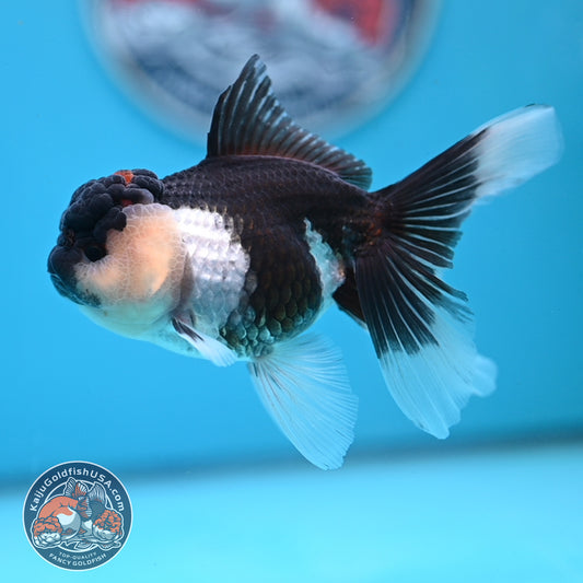 Panda Oranda 3.5 inches Body (250530_OR20)