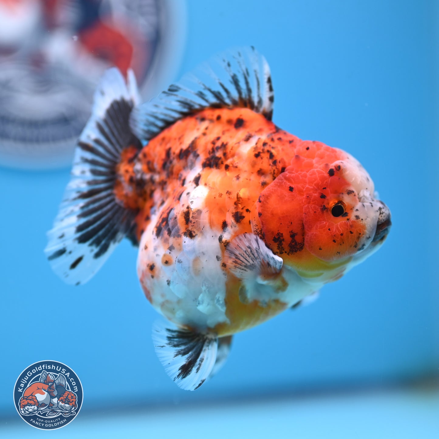 Shogun Calico Oranda 4 inches Body - Female (250207_OR20)