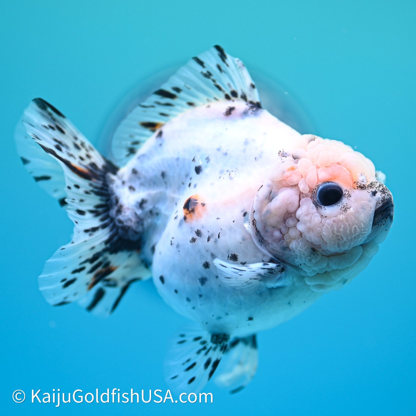 Shogun Godzilla Calico Oranda 3.5in Body (240614_OR20) - Kaiju Goldfish USA