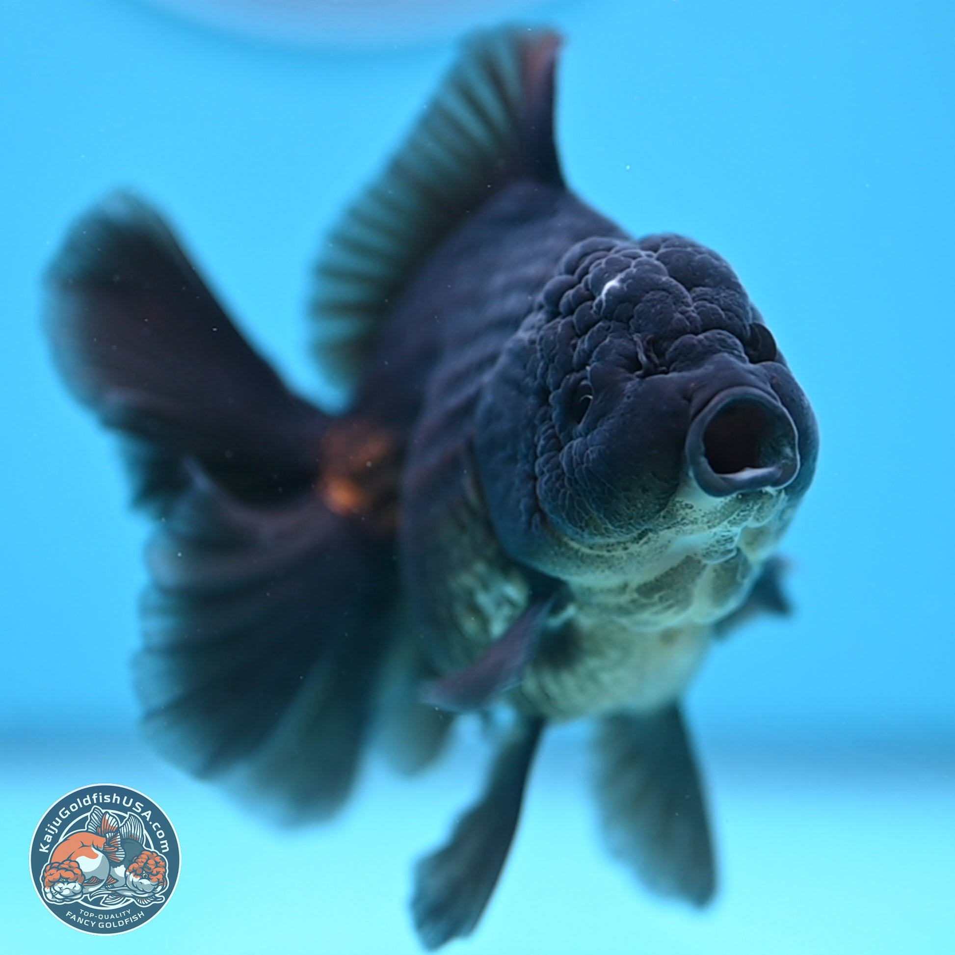 Jet Black Oranda 4.5 inches - Female (241122_OR20) - Kaiju Goldfish USA