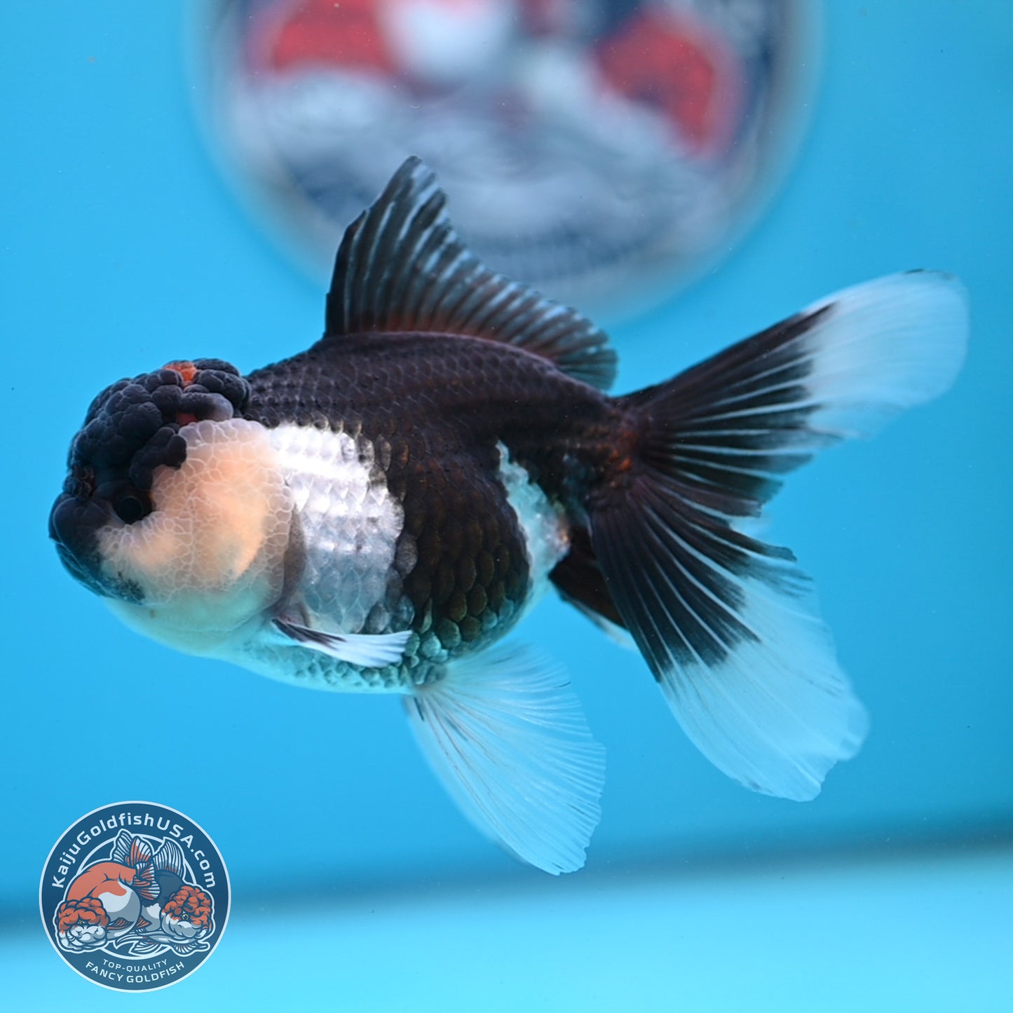 Panda Oranda 3.5 inches Body (250530_OR20)