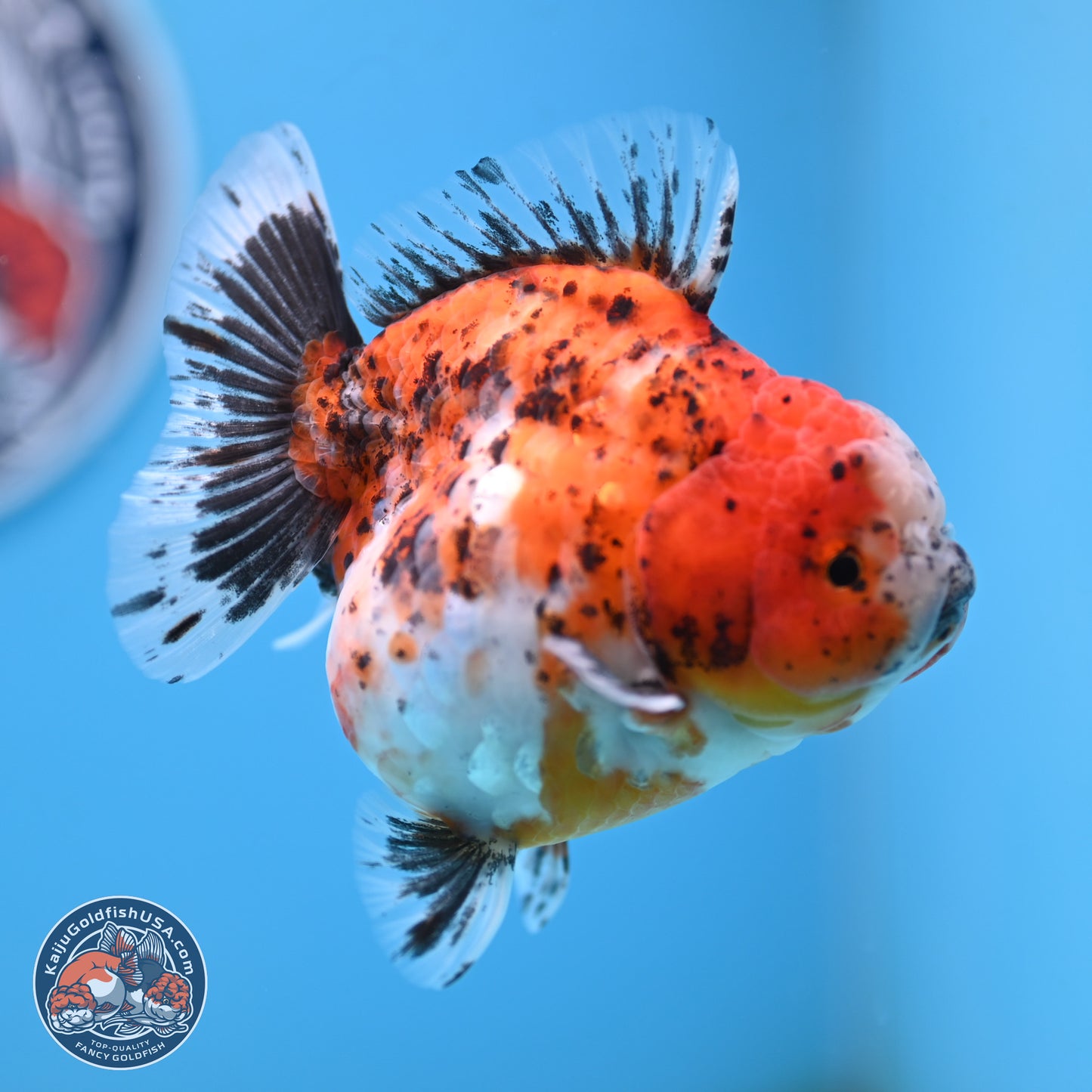 Shogun Calico Oranda 4 inches Body - Female (250207_OR20)