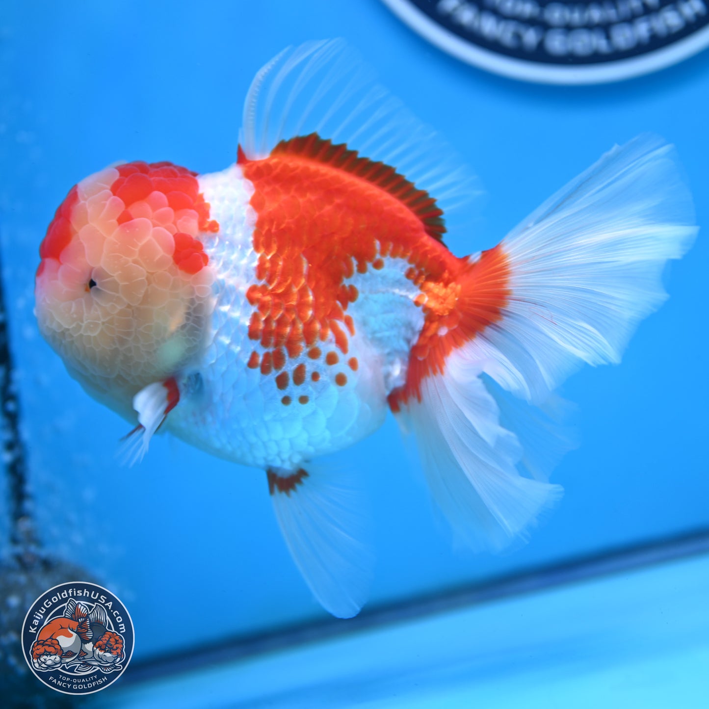 Red White Rose Tail Oranda 4 inches Body - Female (250214_OR20)