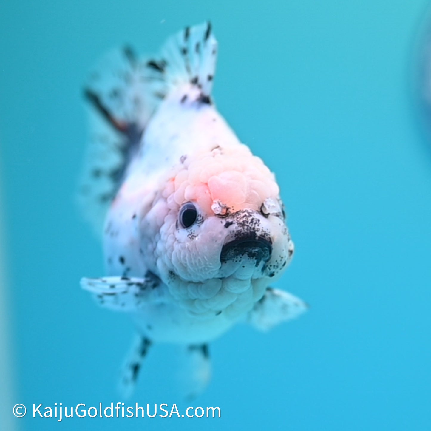 Shogun Godzilla Calico Oranda 3.5in Body (240614_OR20) - Kaiju Goldfish USA