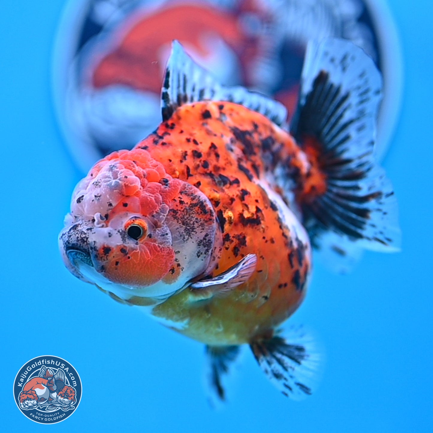 Shogun Calico Oranda 4 inches Body - Female (250207_OR20)