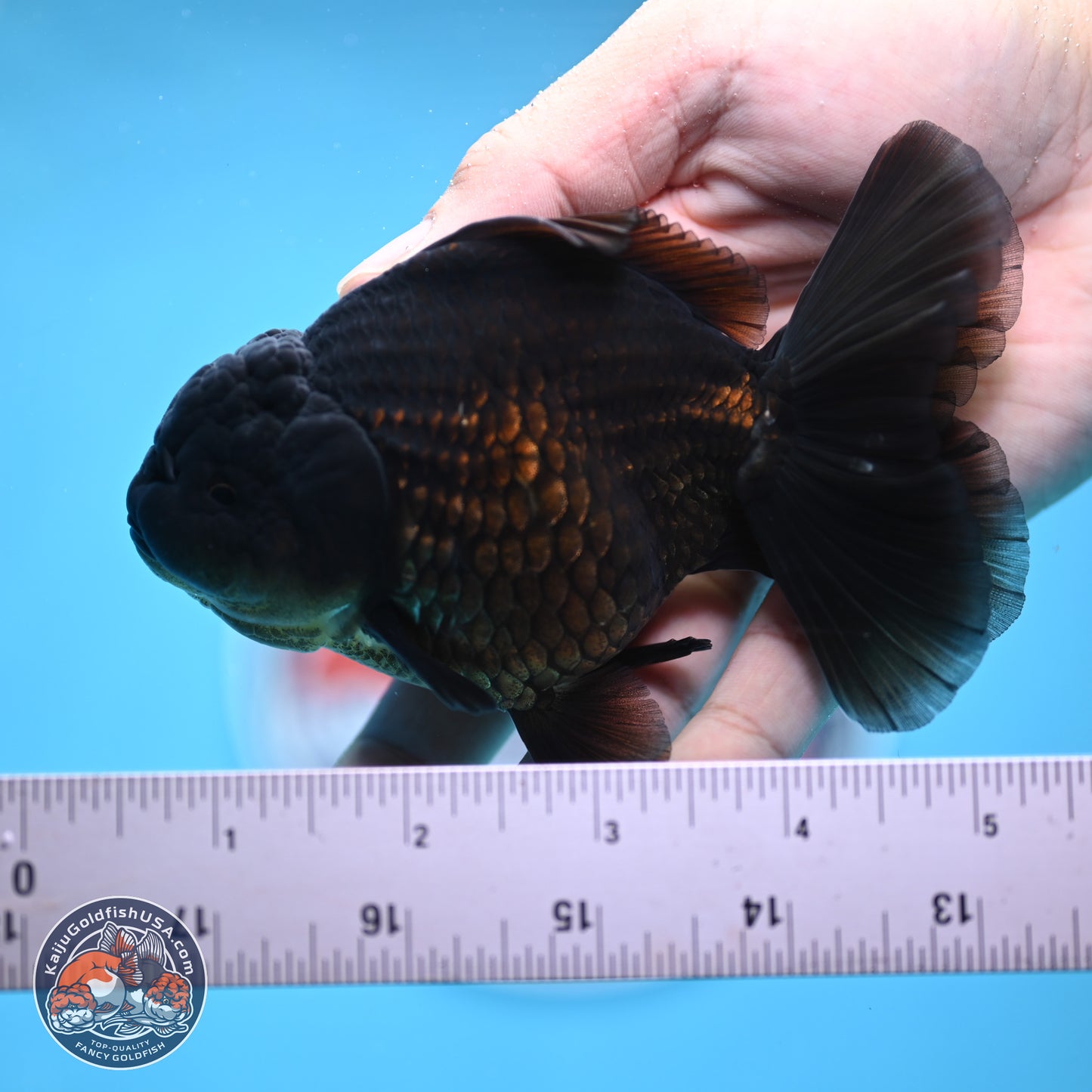 Jet Black Oranda 4.5 inches - Female (241122_OR20) - Kaiju Goldfish USA