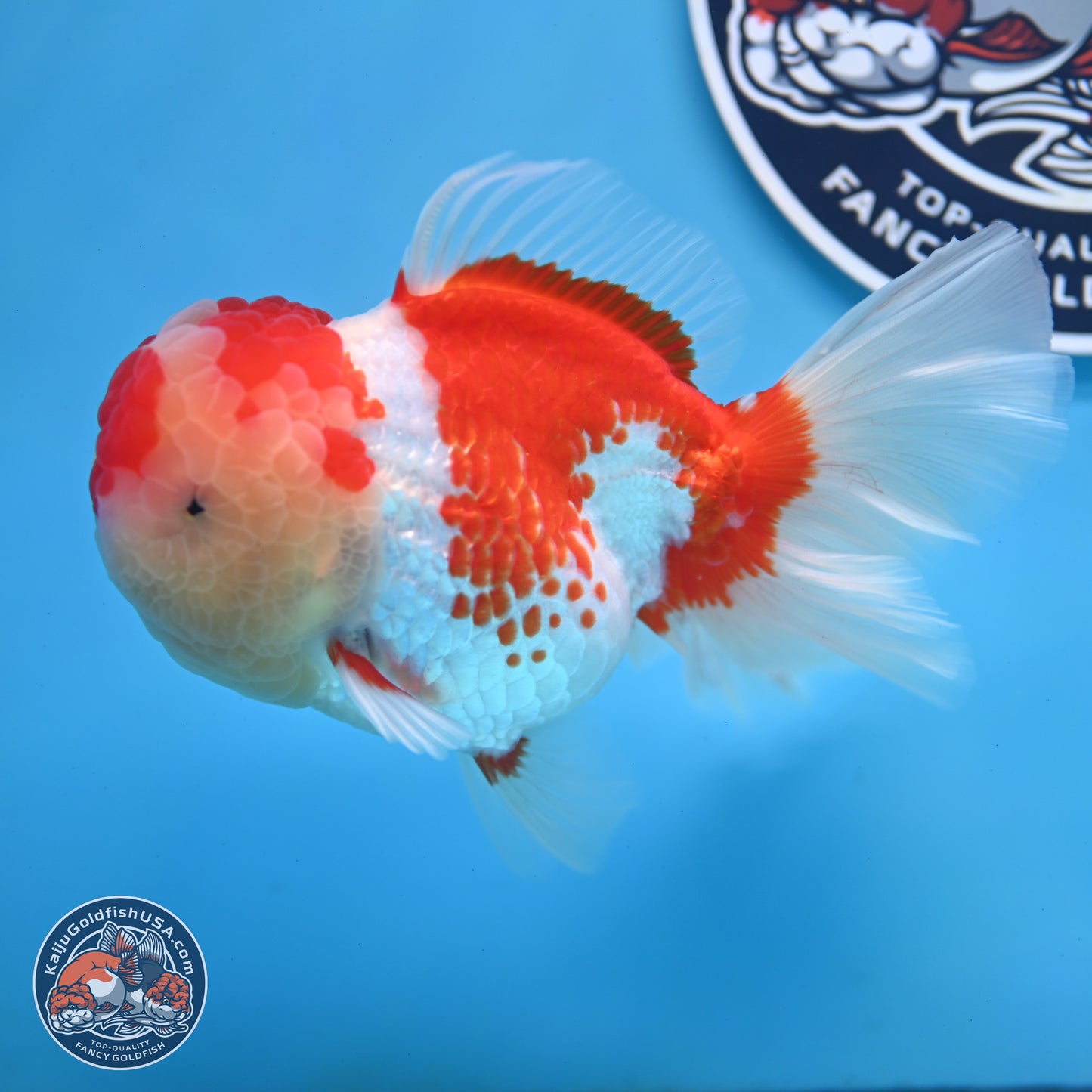 Red White Rose Tail Oranda 4 inches Body - Female (250214_OR20)