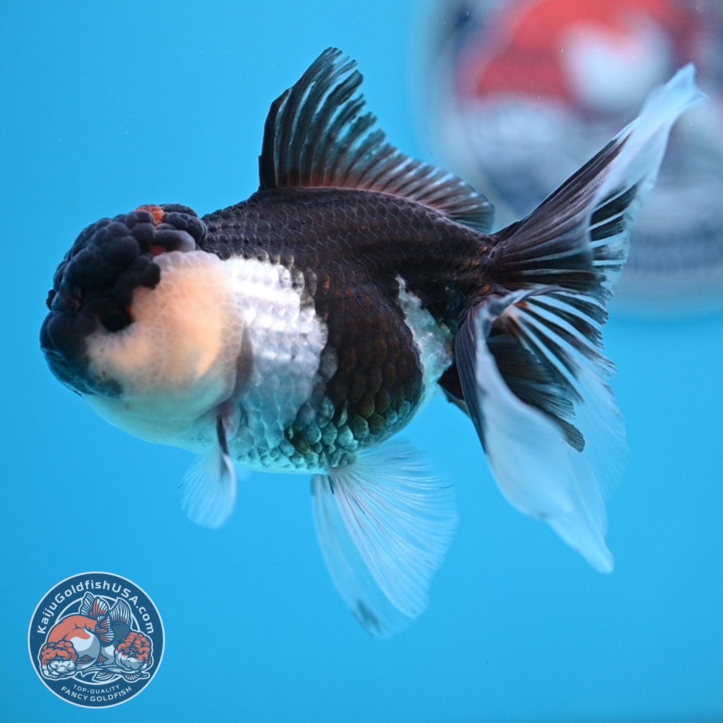 Panda Oranda 3.5 inches Body (250530_OR20)
