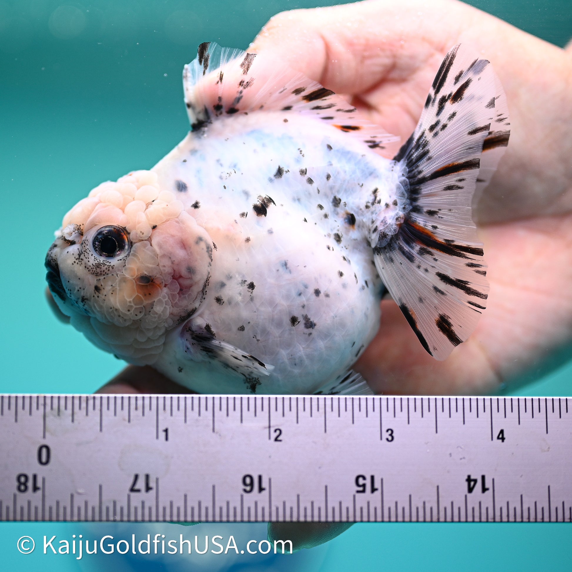 Shogun Godzilla Calico Oranda 3.5in Body (240614_OR20) - Kaiju Goldfish USA