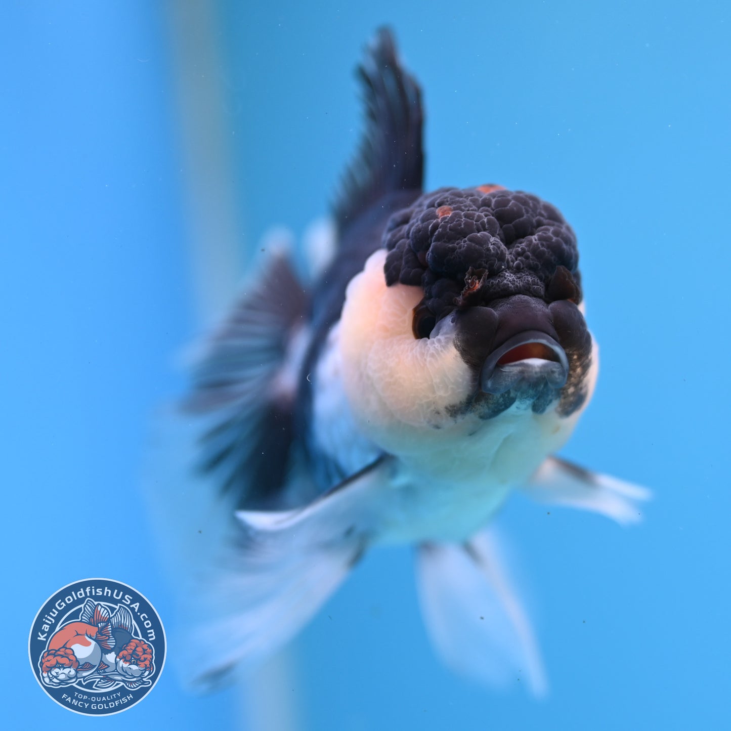 Panda Oranda 3.5 inches Body (250530_OR20)