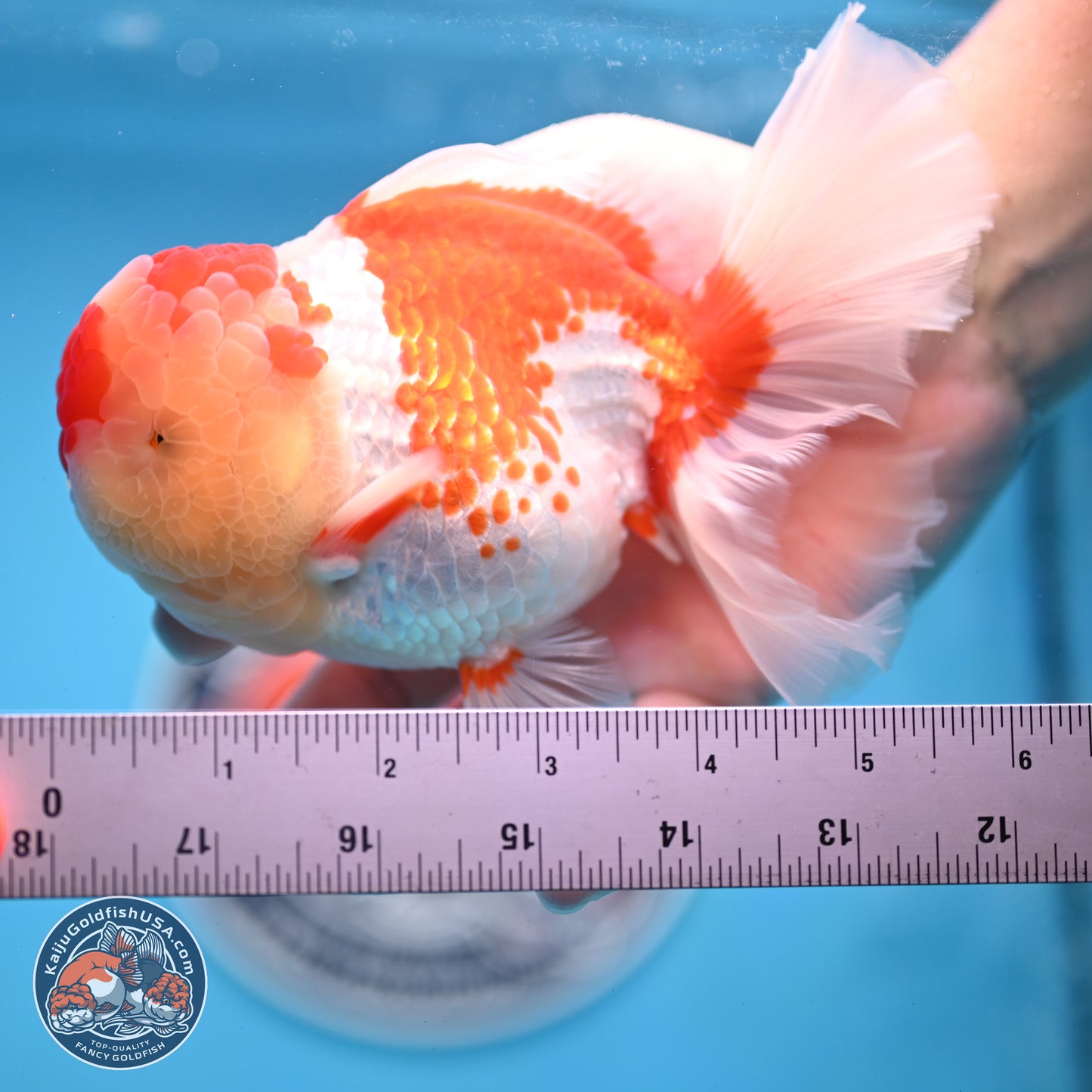 Red White Rose Tail Oranda 4 inches Body - Female (250214_OR20)