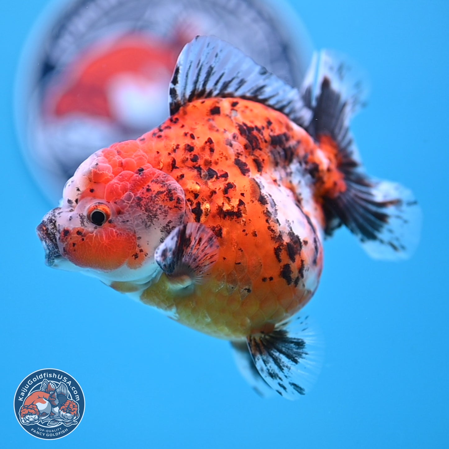 Shogun Calico Oranda 4 inches Body - Female (250207_OR20)